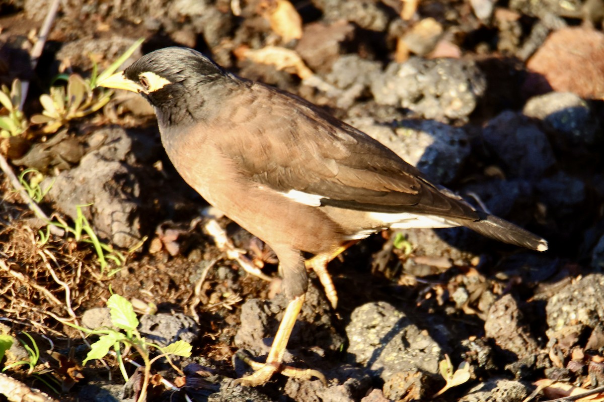 Common Myna - ML646677377