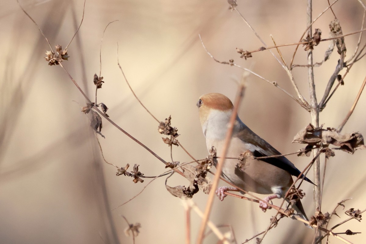 Hawfinch - ML646677378