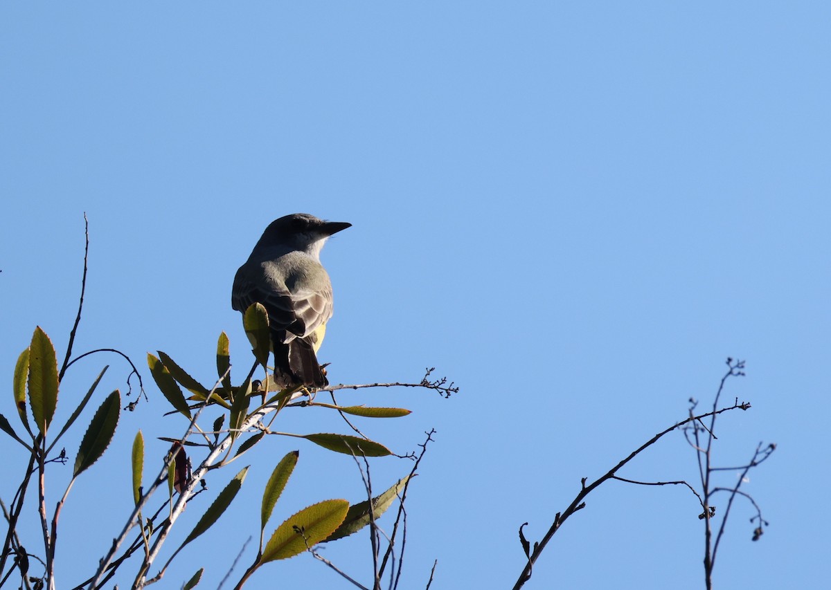 Cassin's Kingbird - ML646677379