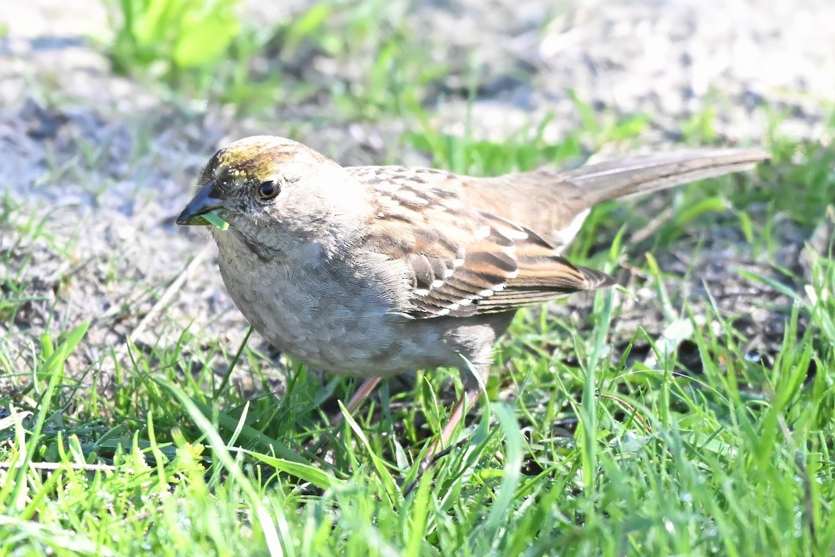 Бруант чорнобровий - ML646677380