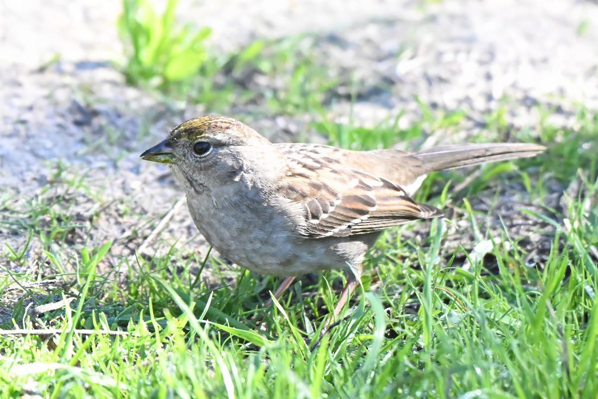 Бруант чорнобровий - ML646677381