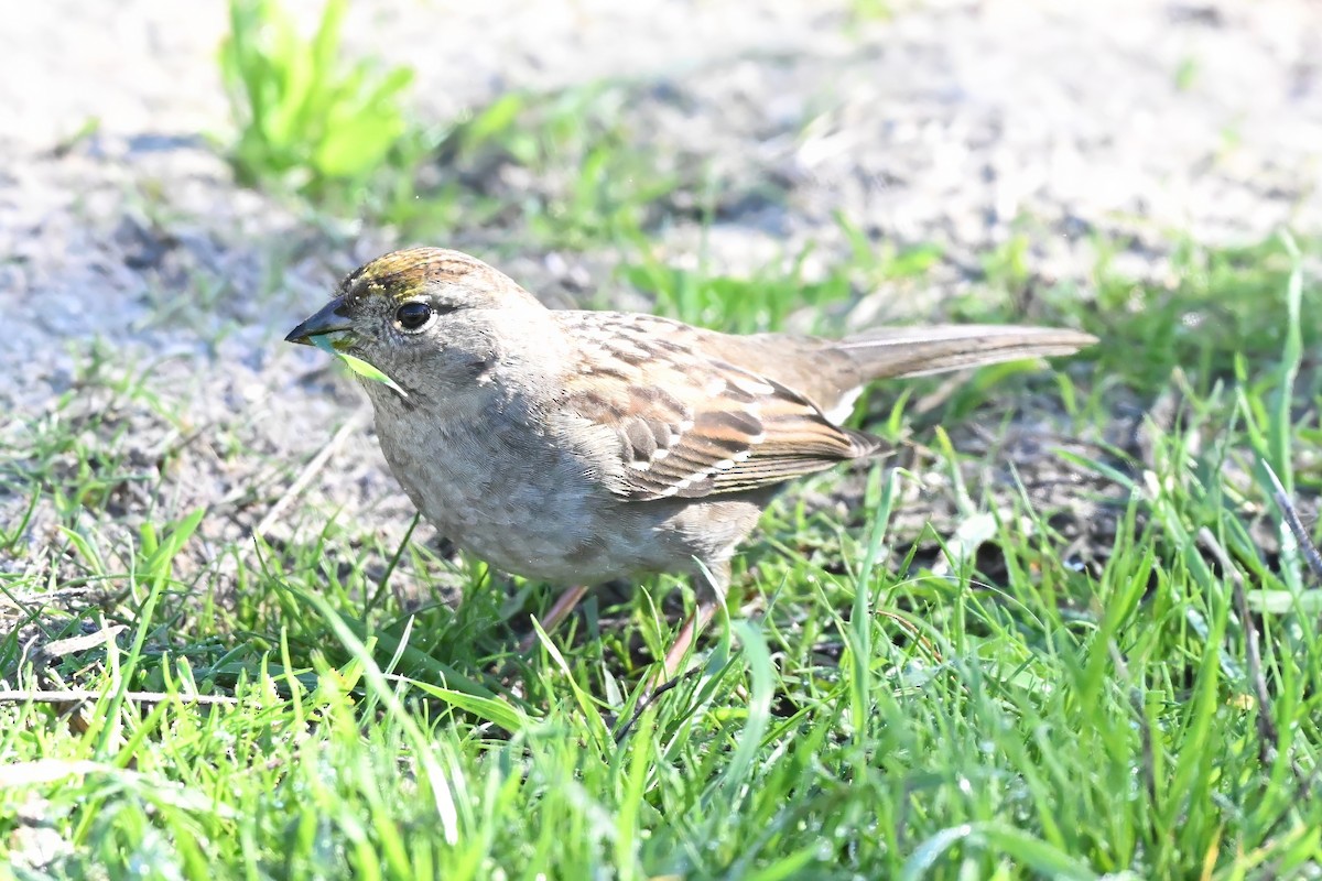 Бруант чорнобровий - ML646677382