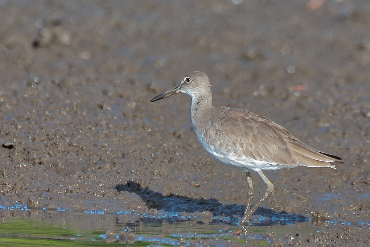 vodouš břehoušovitý - ML646677383