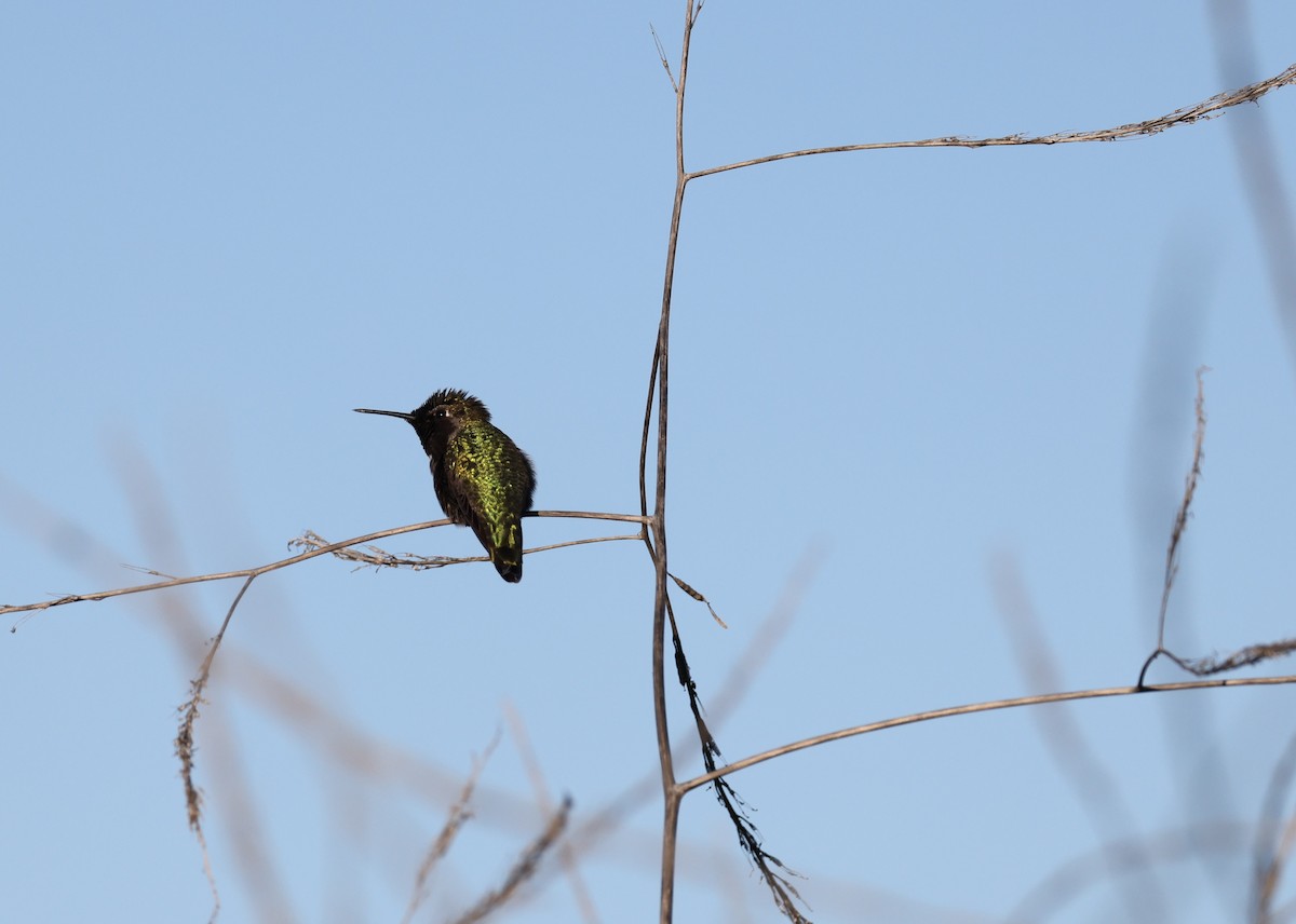 Anna's Hummingbird - ML646677384