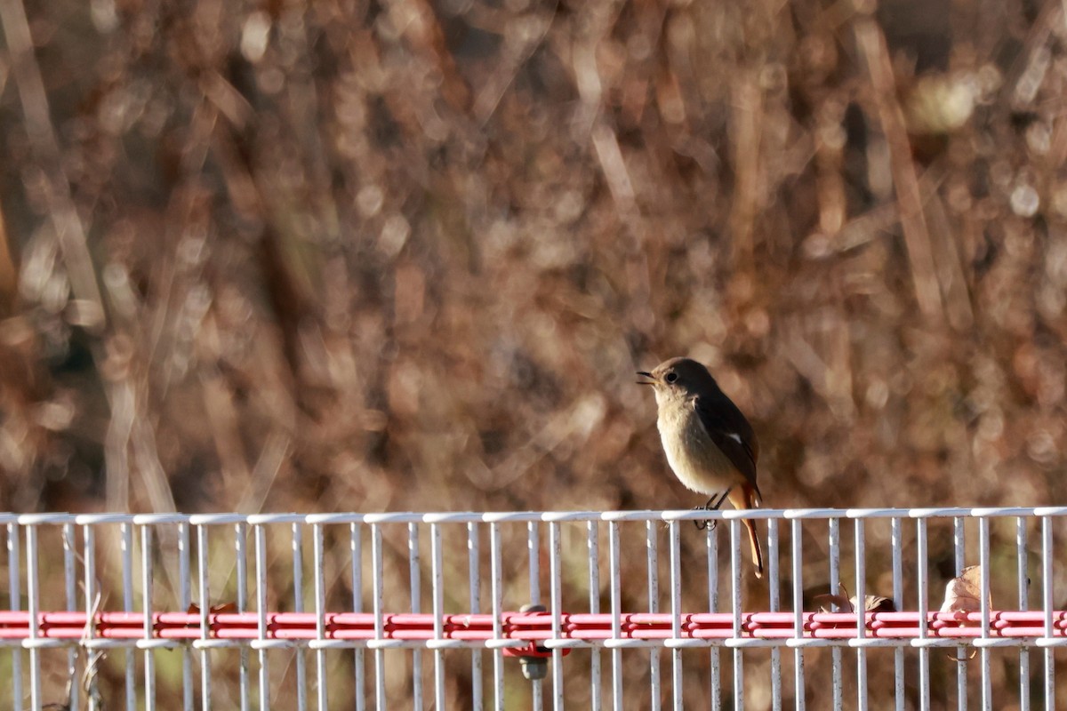 Daurian Redstart - ML646677385