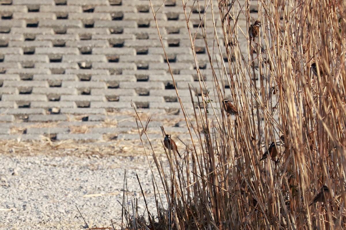 Meadow Bunting - ML646677386