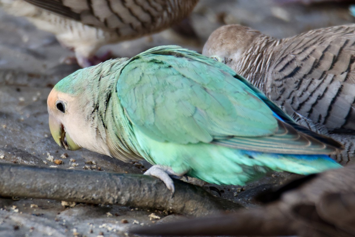 Rosy-faced Lovebird - ML646677388