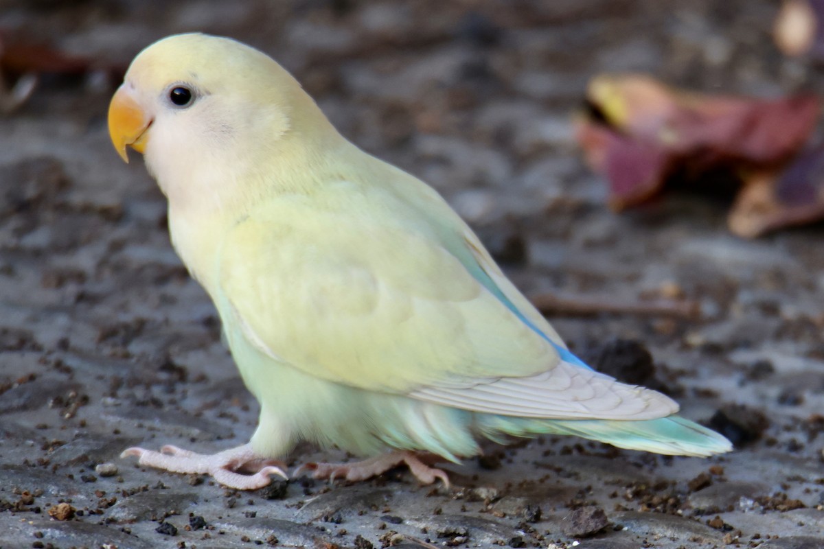 Rosy-faced Lovebird - ML646677389