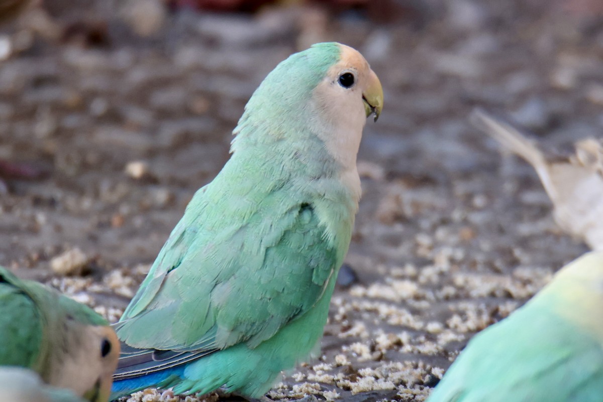 Rosy-faced Lovebird - ML646677390
