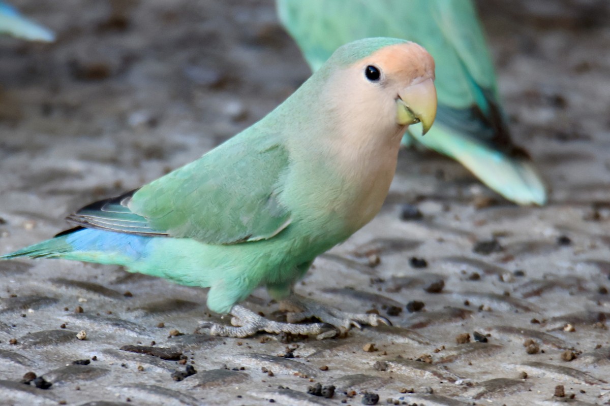 Rosy-faced Lovebird - ML646677391