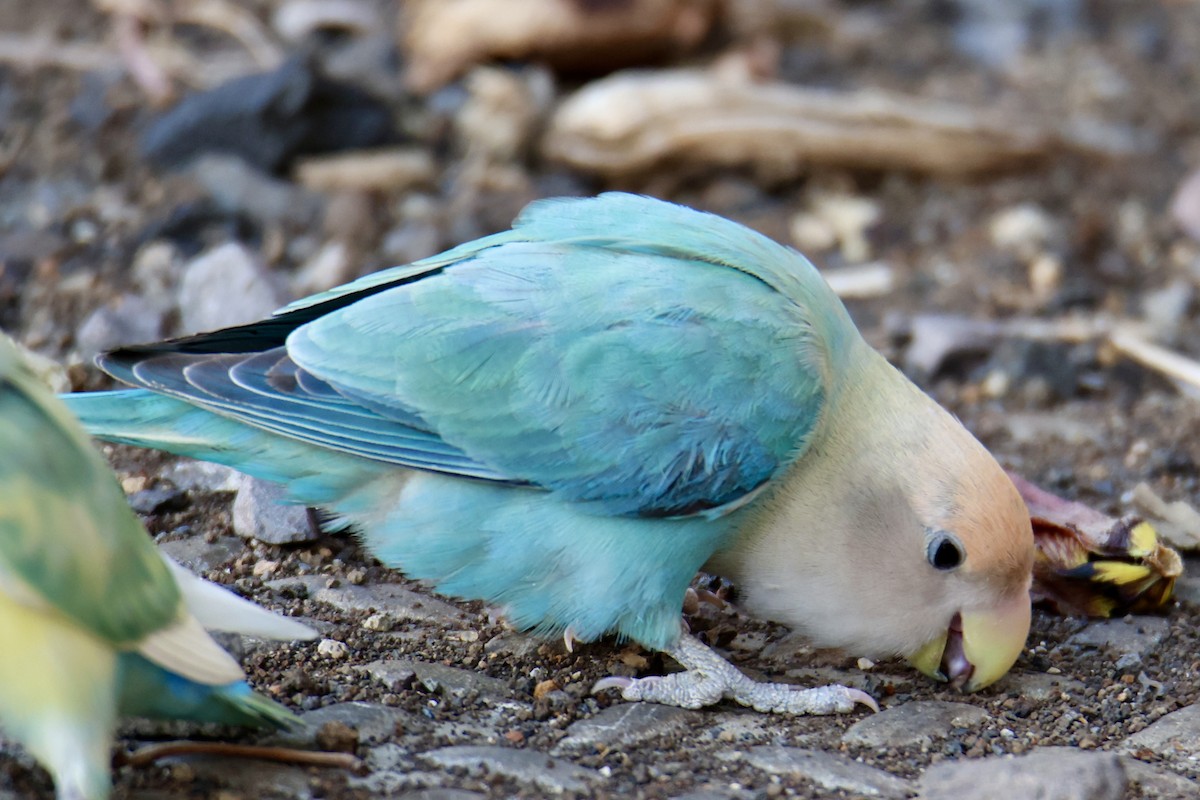 Rosy-faced Lovebird - ML646677392