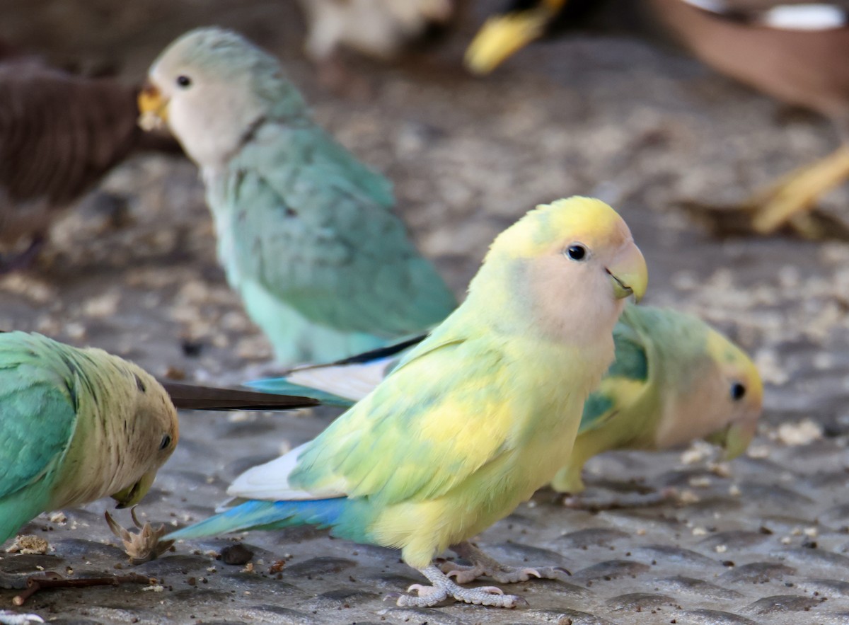 Rosy-faced Lovebird - ML646677393