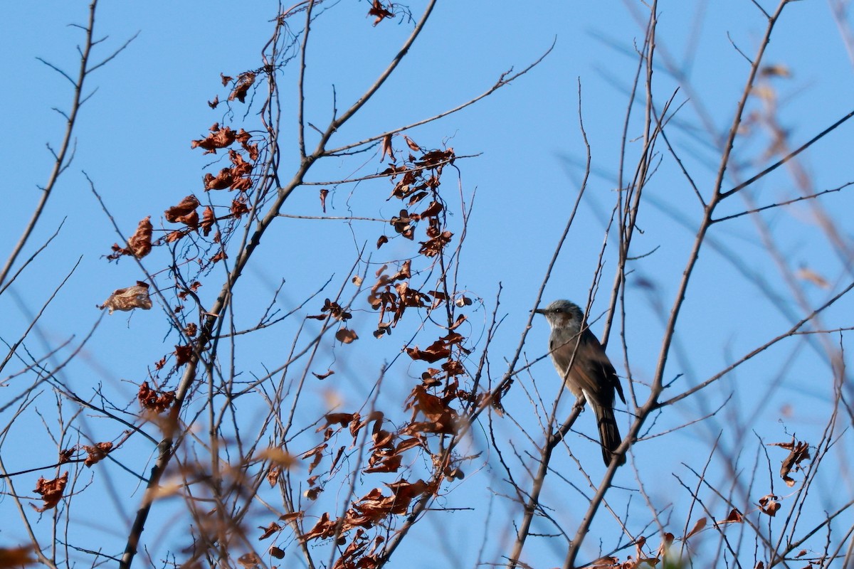 Brown-eared Bulbul - ML646677394