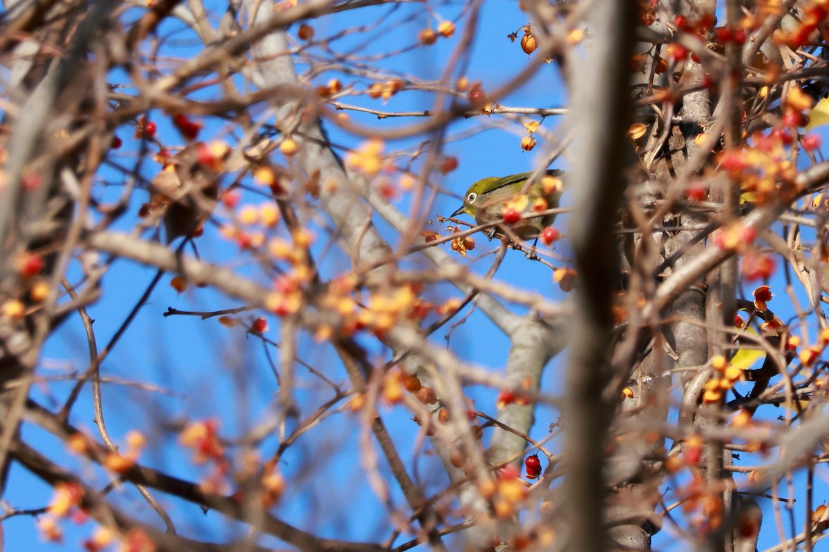 Warbling White-eye - ML646677395