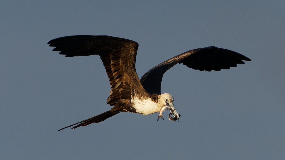 Rabihorcado Magnífico - ML646677396