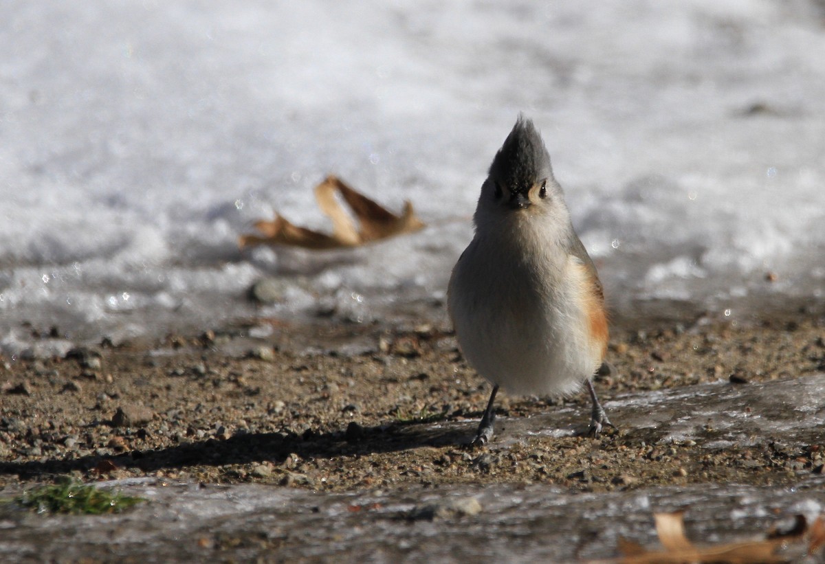 Tufted Titmouse - ML646677397