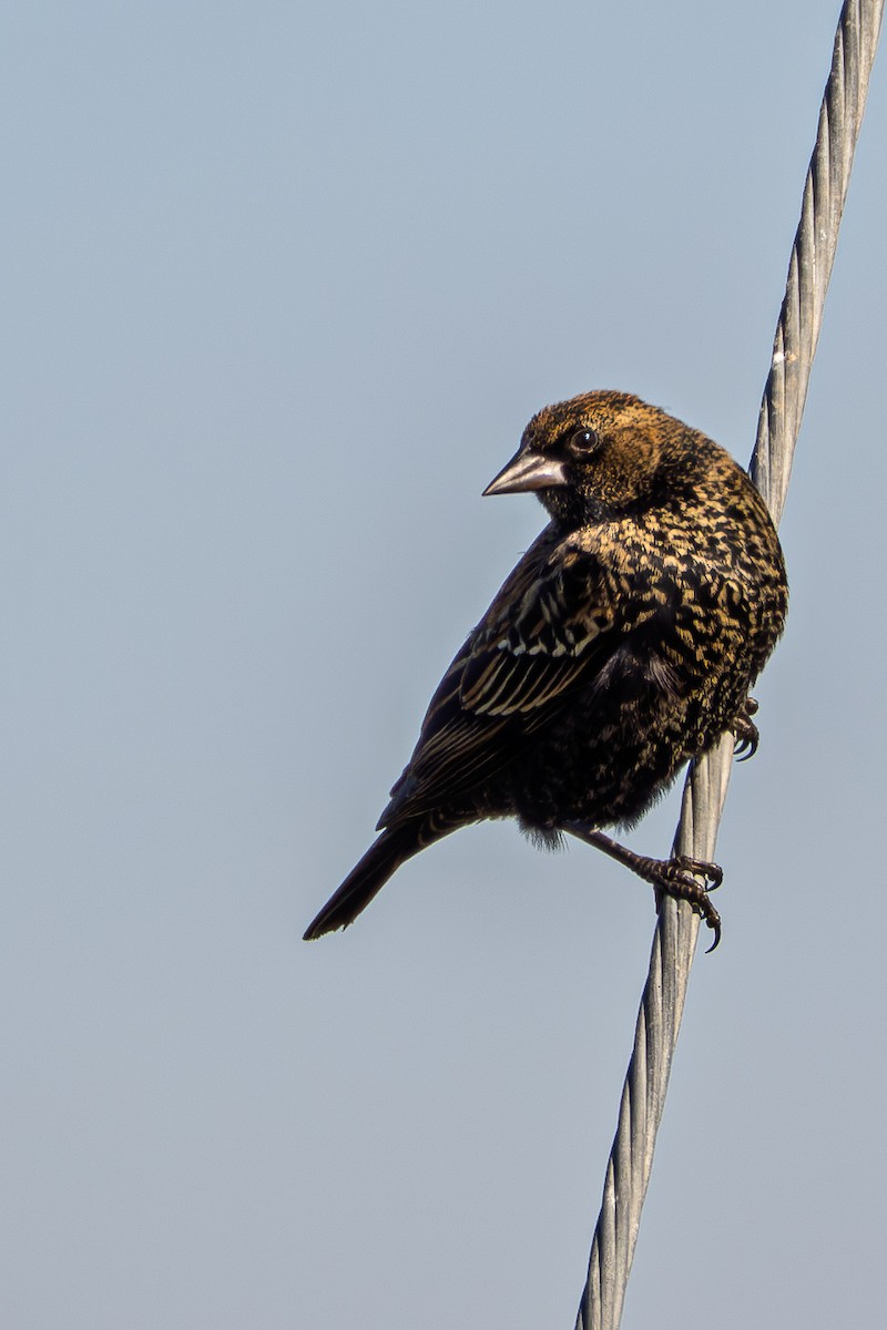 Красноплечий трупиал - ML646677398