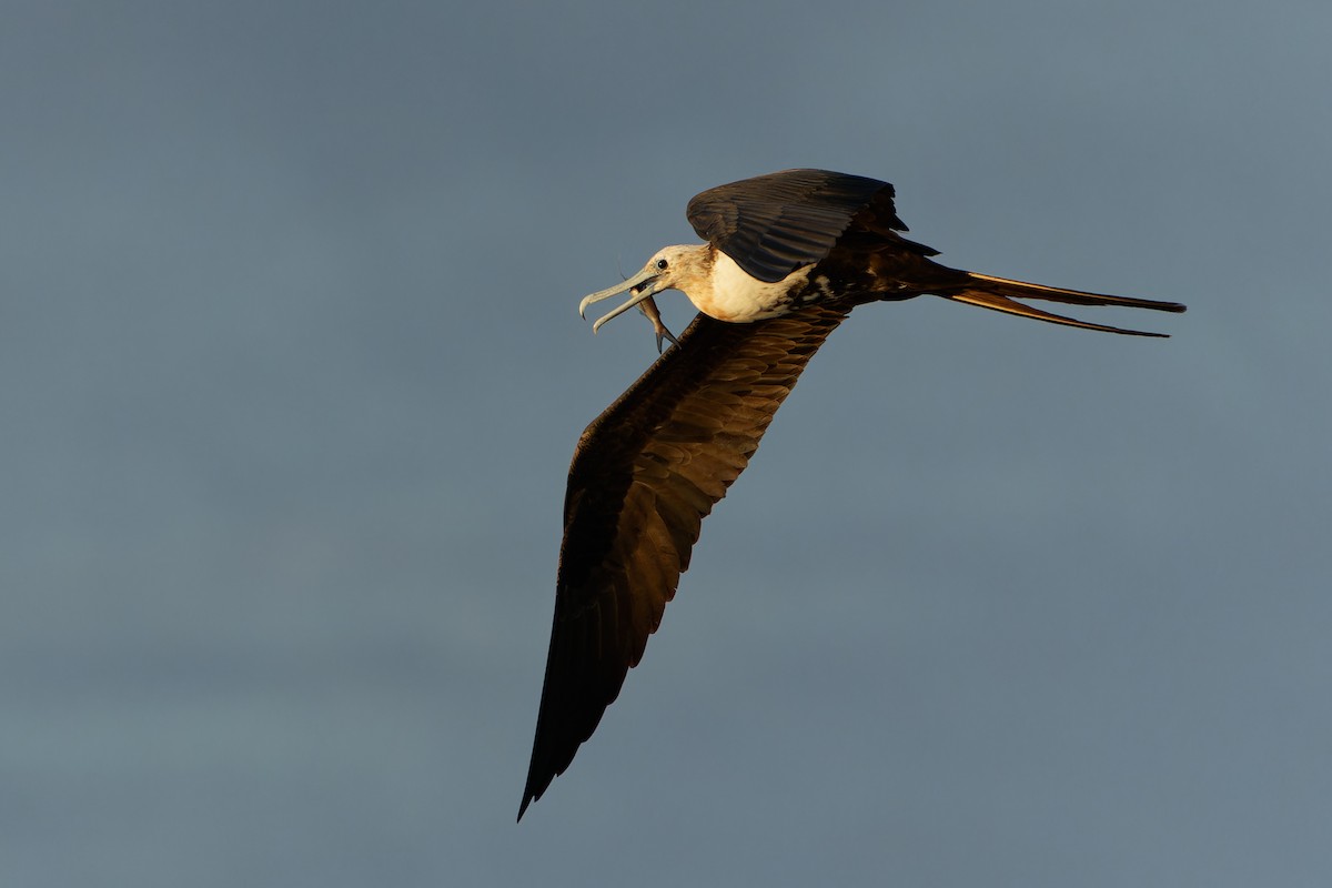 Rabihorcado Magnífico - ML646677399