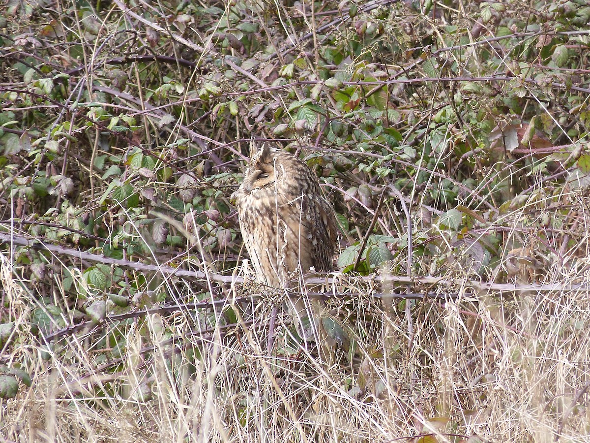 Long-eared Owl - ML646677400