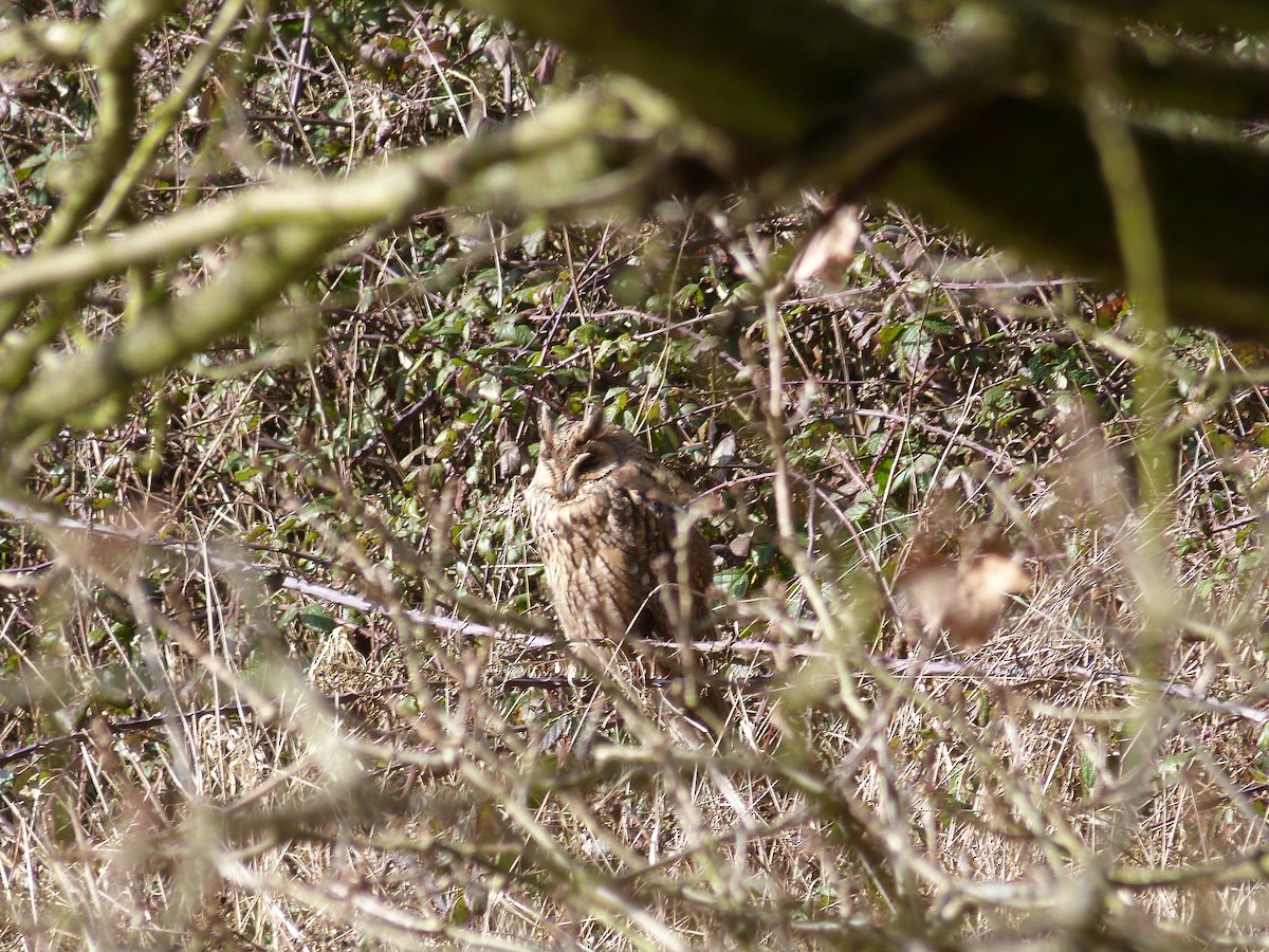 Long-eared Owl - ML646677401