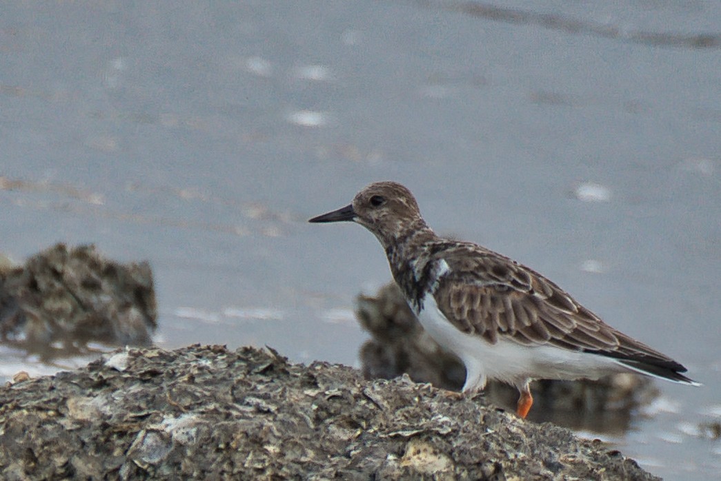 kamenáček pestrý - ML646677402