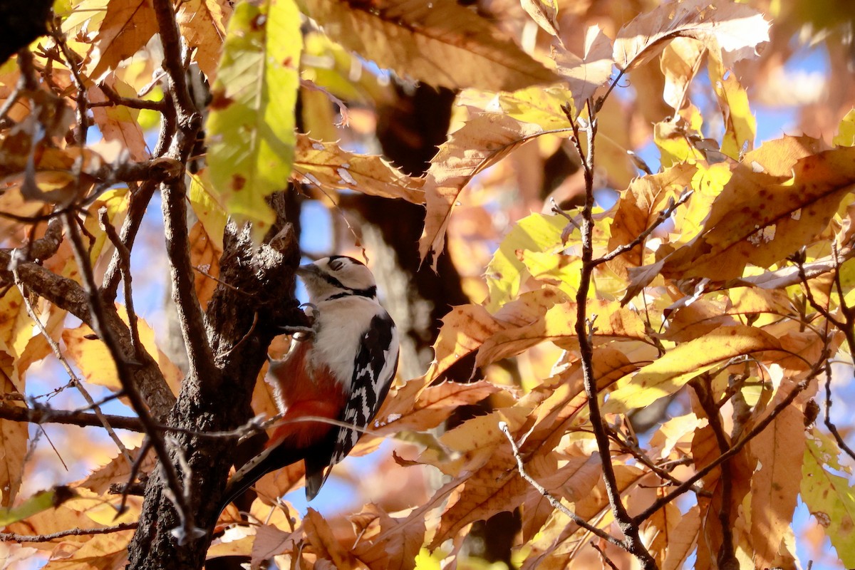 Great Spotted Woodpecker - ML646677404