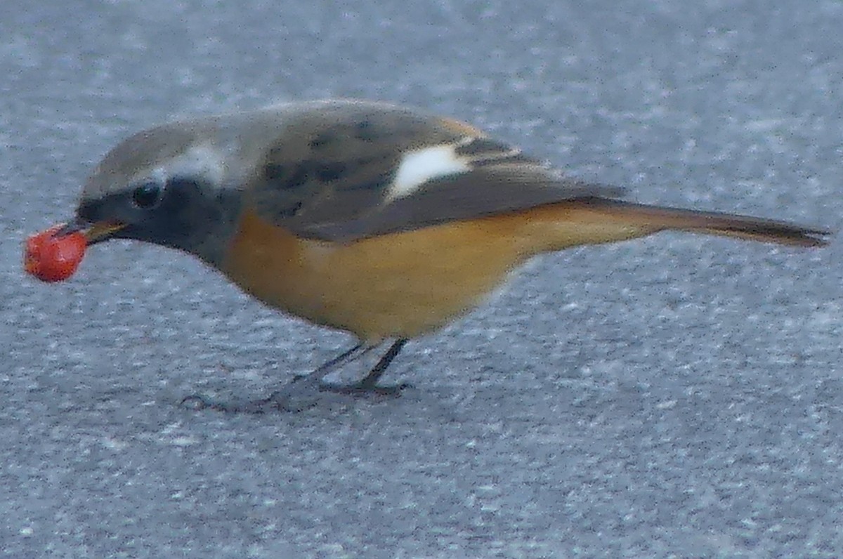 Daurian Redstart - ML646677405