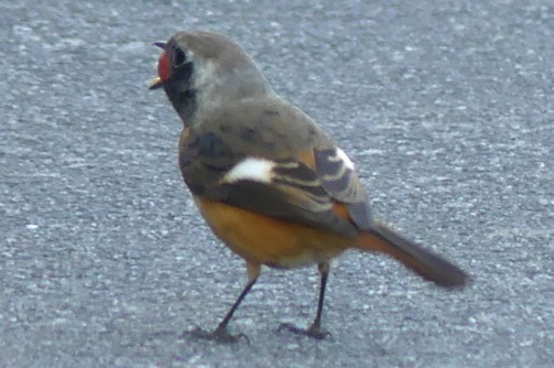 Daurian Redstart - ML646677406
