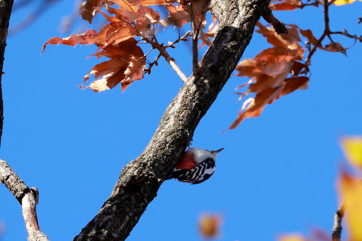 Great Spotted Woodpecker - ML646677408