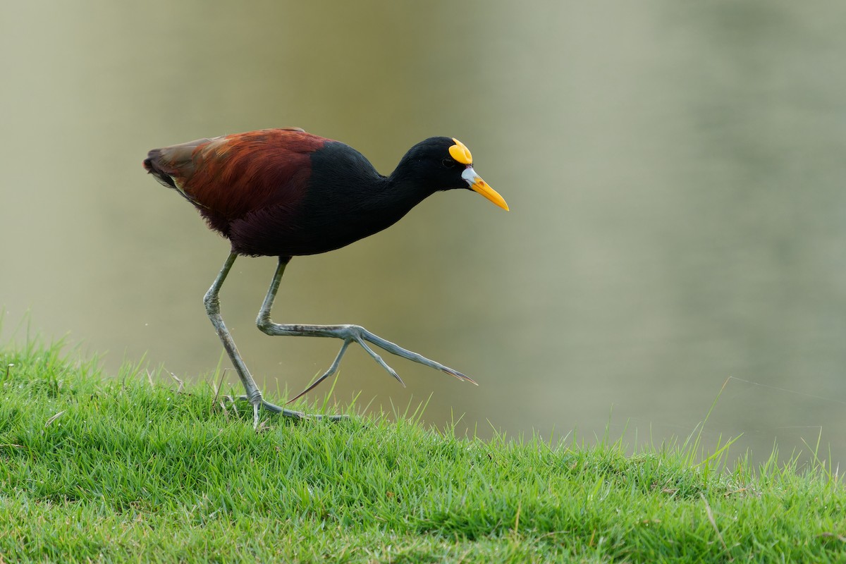 Jacana Centroamericana - ML646677419