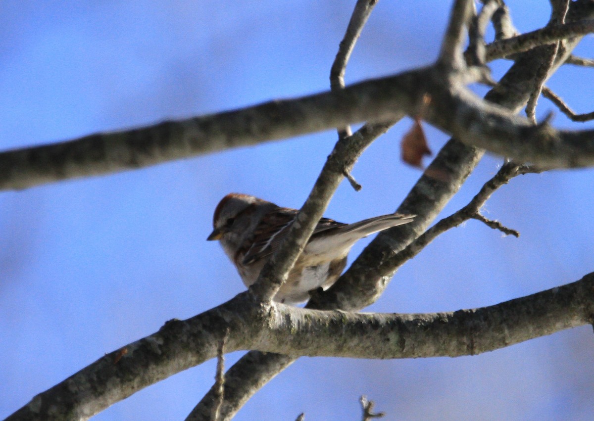 American Tree Sparrow - ML646677420