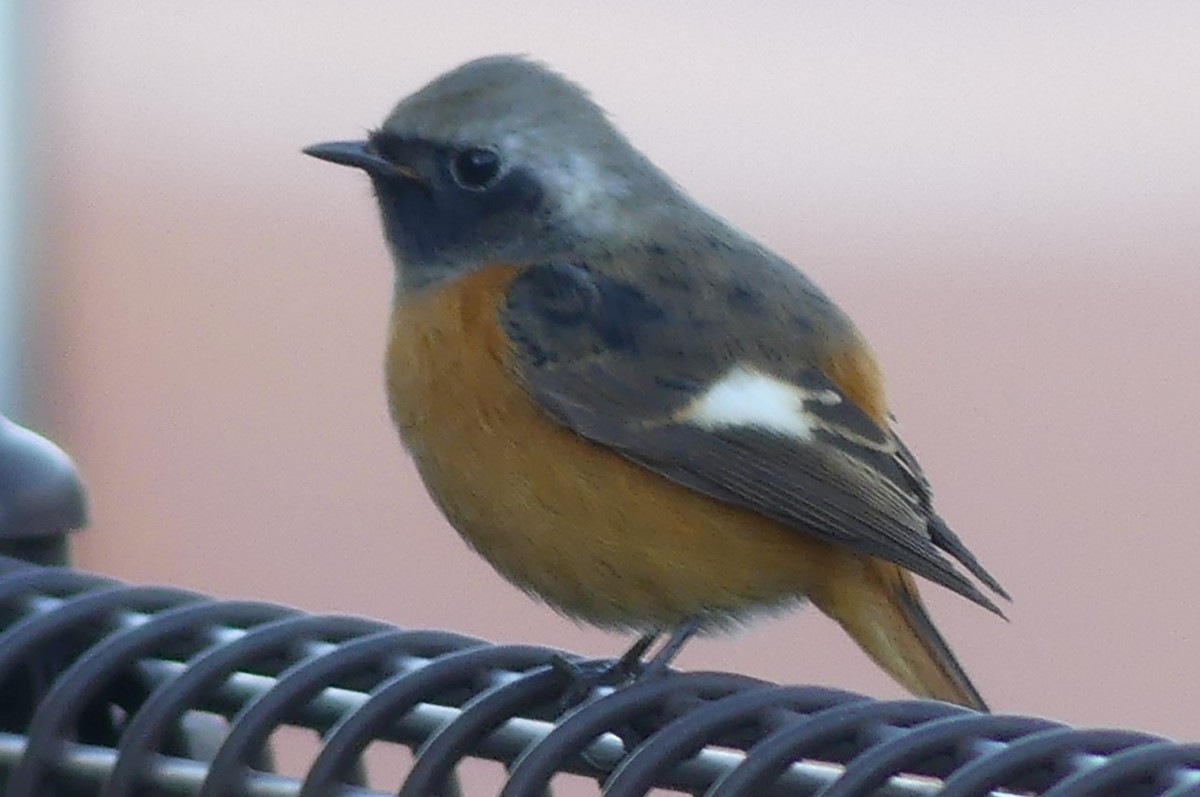Daurian Redstart - ML646677423
