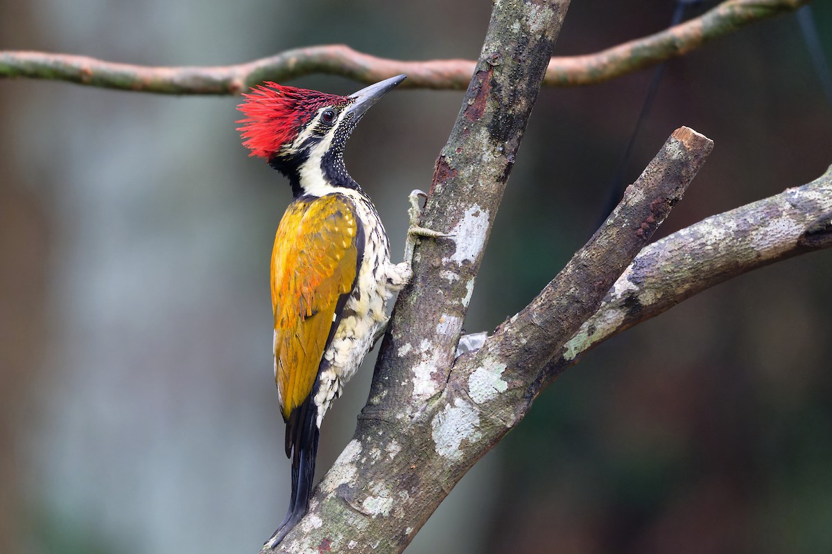 Pic du Bengale - ML646677425