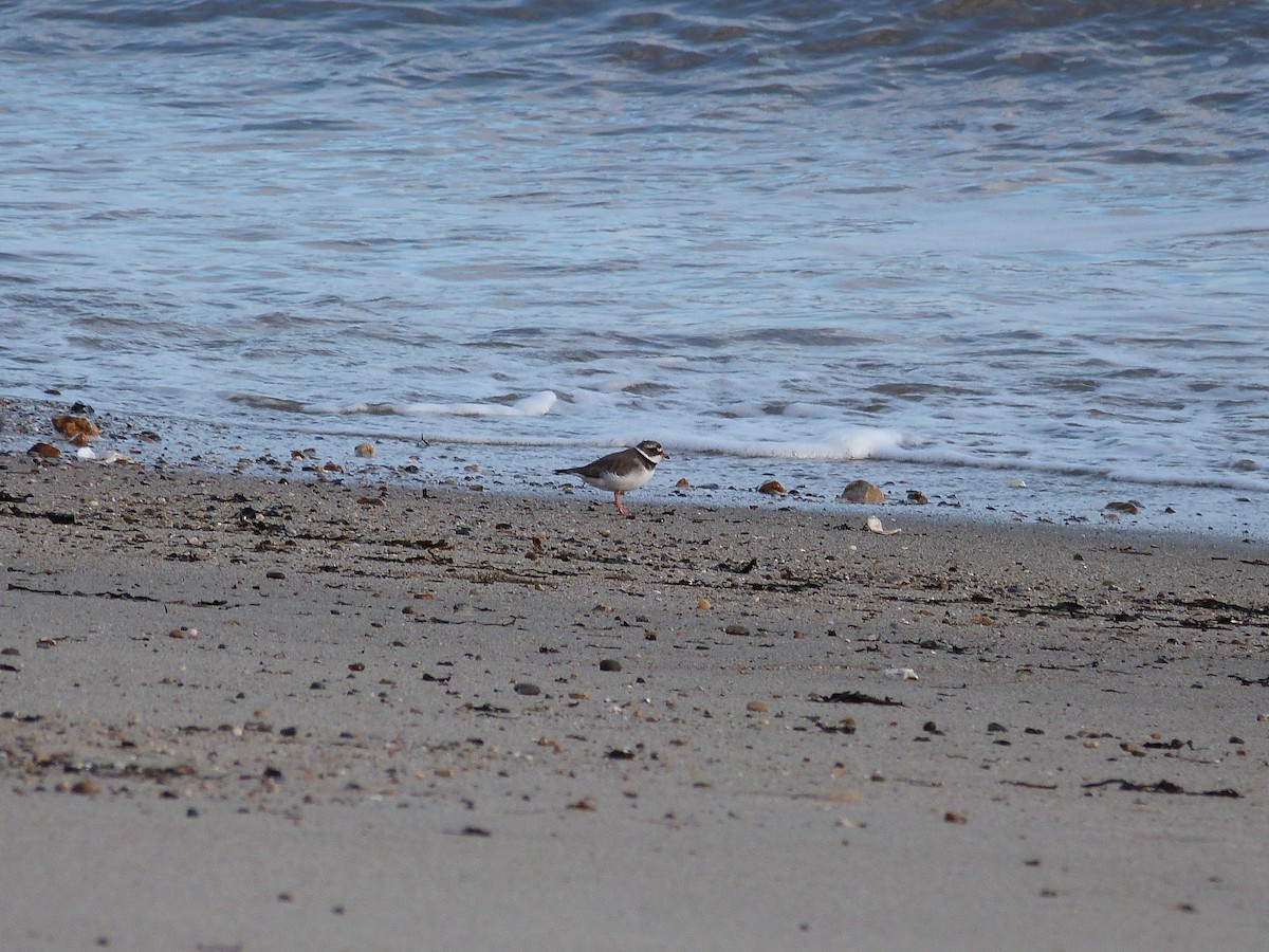 Common Ringed Plover - ML646677426
