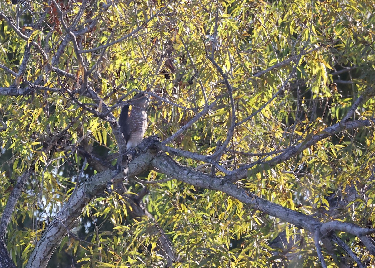 Cooper's Hawk - ML646677427