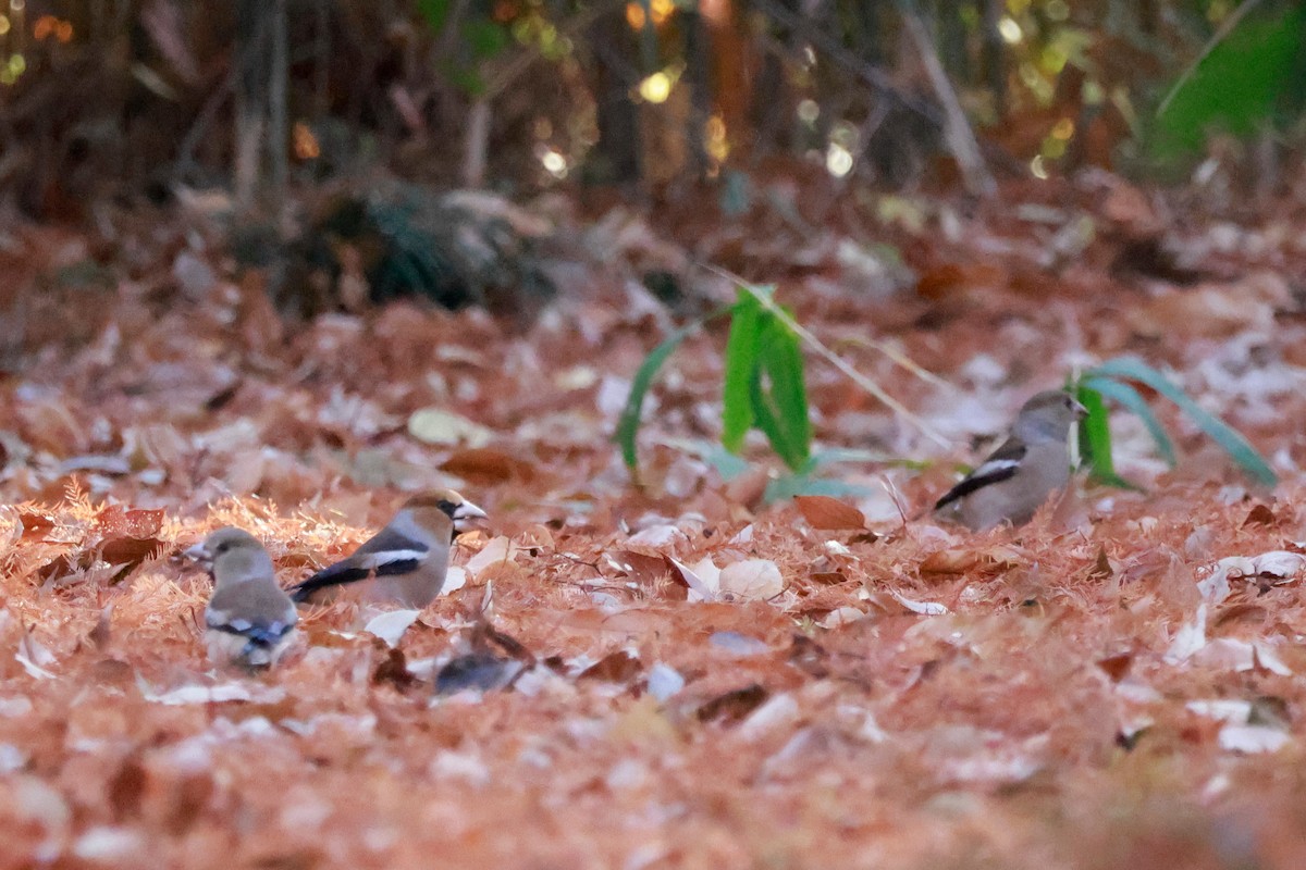 Hawfinch - ML646677428