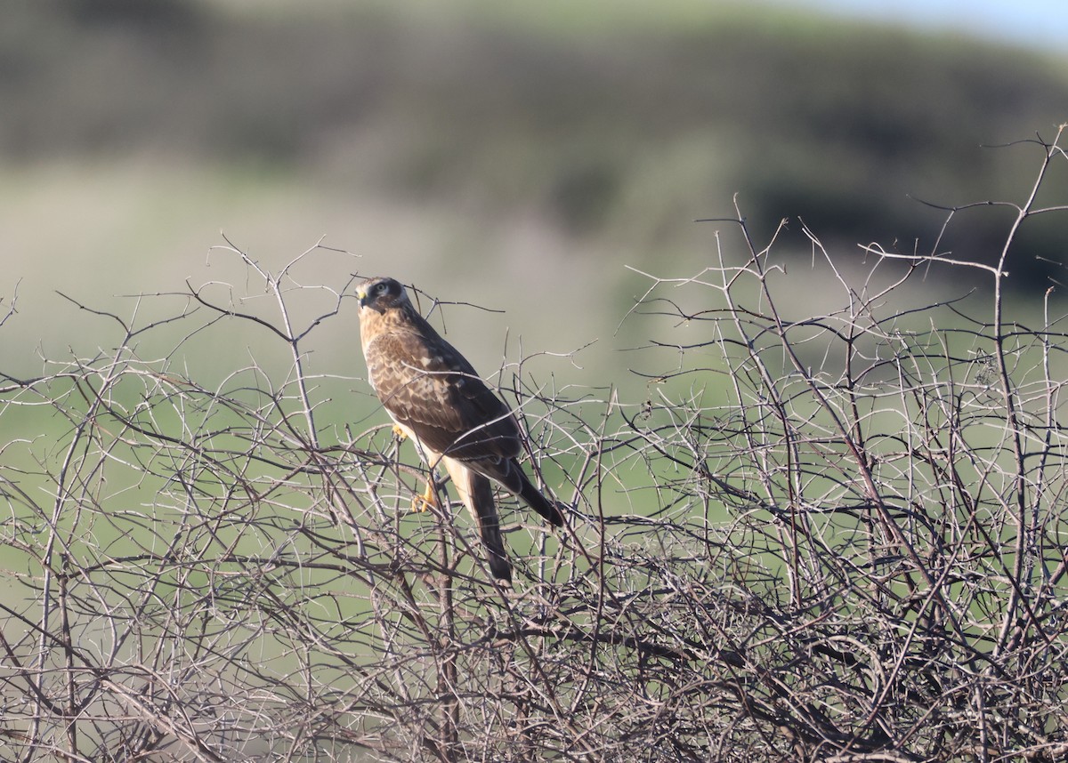 Northern Harrier - ML646677432