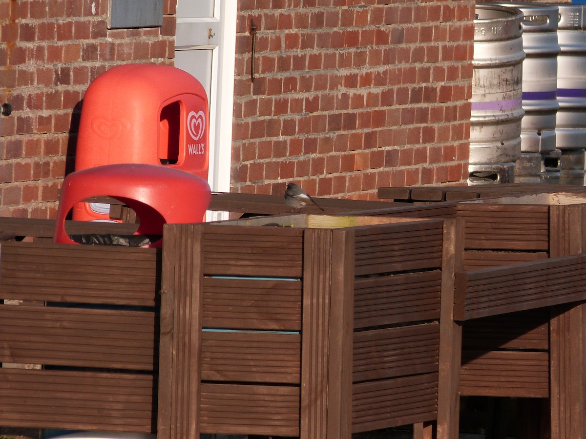 Black Redstart - ML646677433