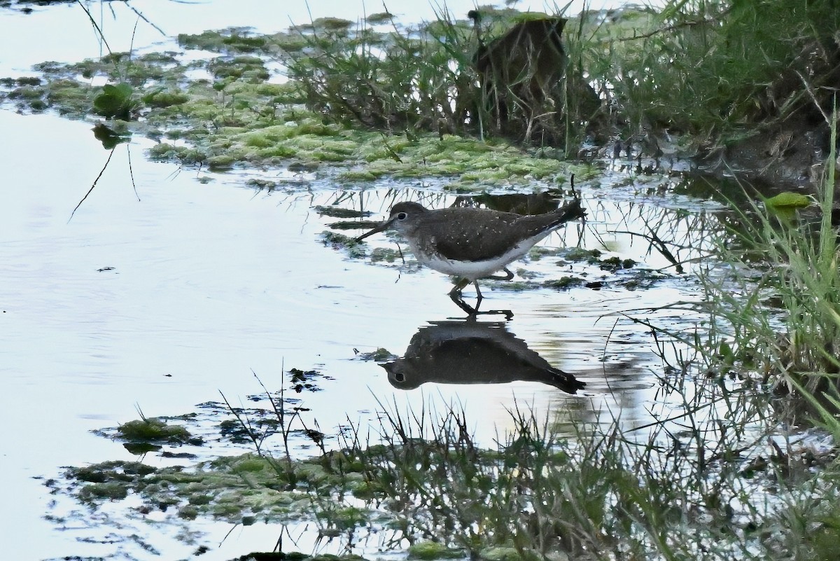 Коловодник малий - ML646677434