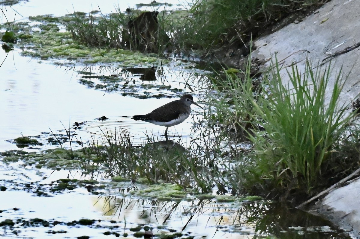 Коловодник малий - ML646677439