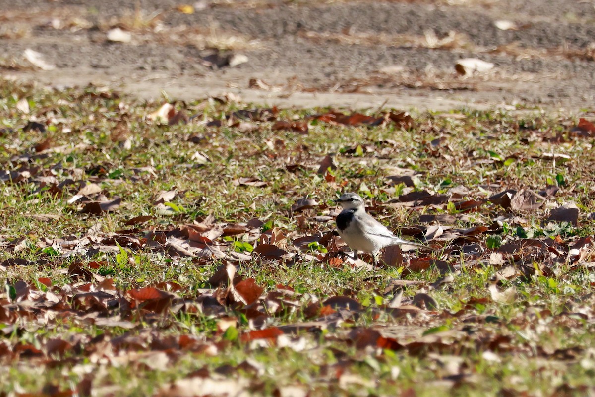 White Wagtail - ML646677440
