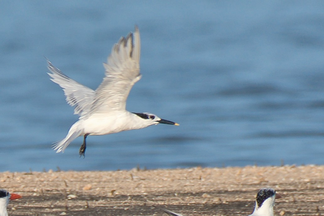 rybák severní - ML646677442