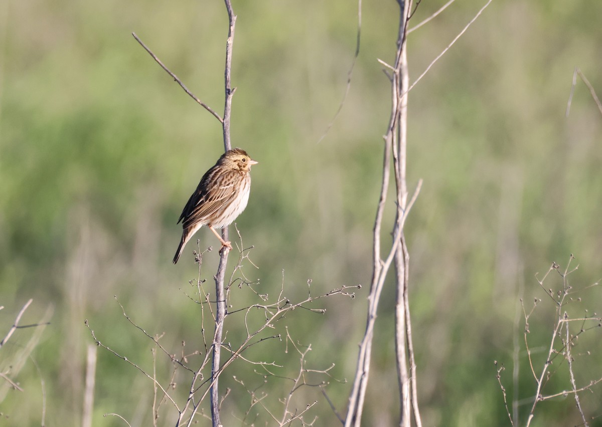 稀樹草鵐 - ML646677443