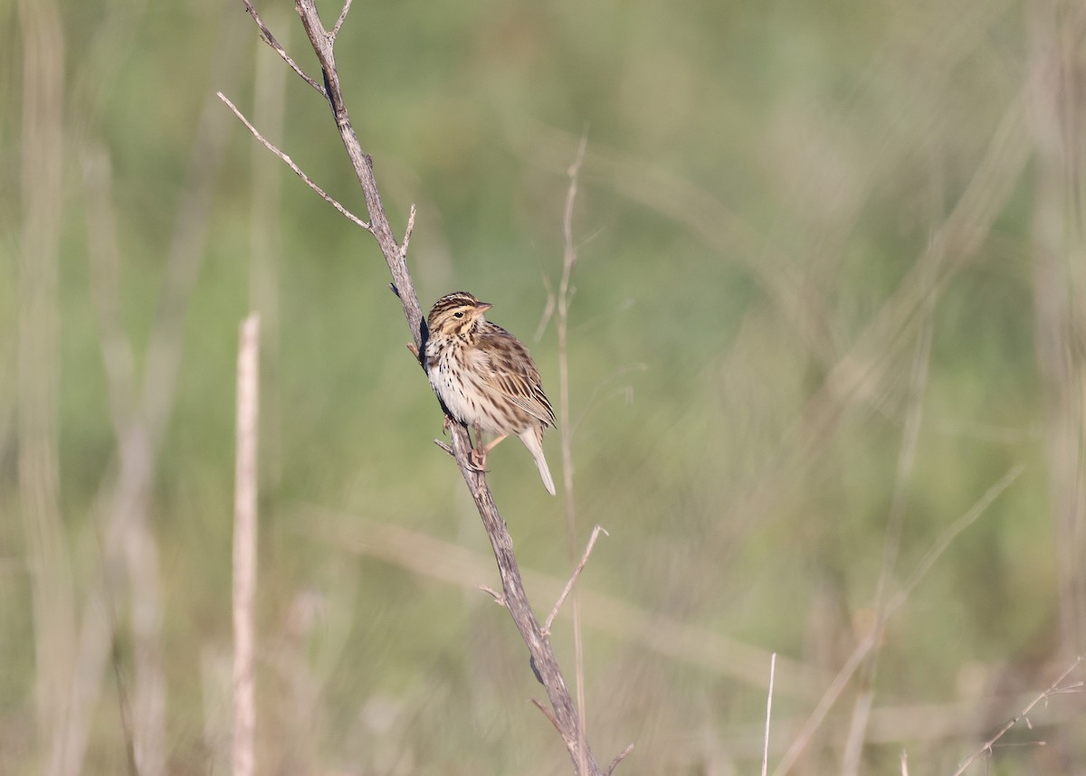 稀樹草鵐 - ML646677444