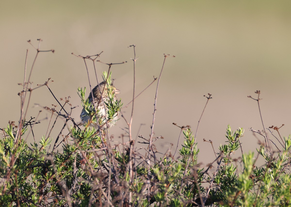 稀樹草鵐 - ML646677445
