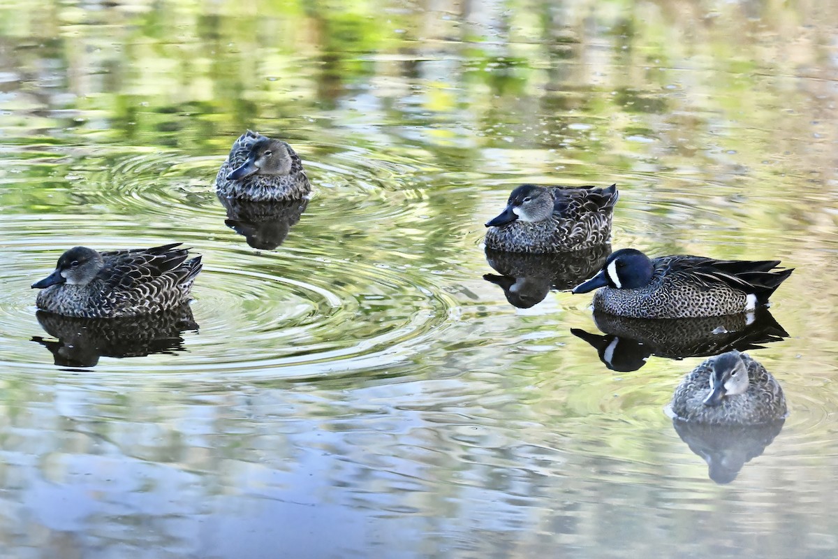 Чирянка блакитнокрила - ML646677446