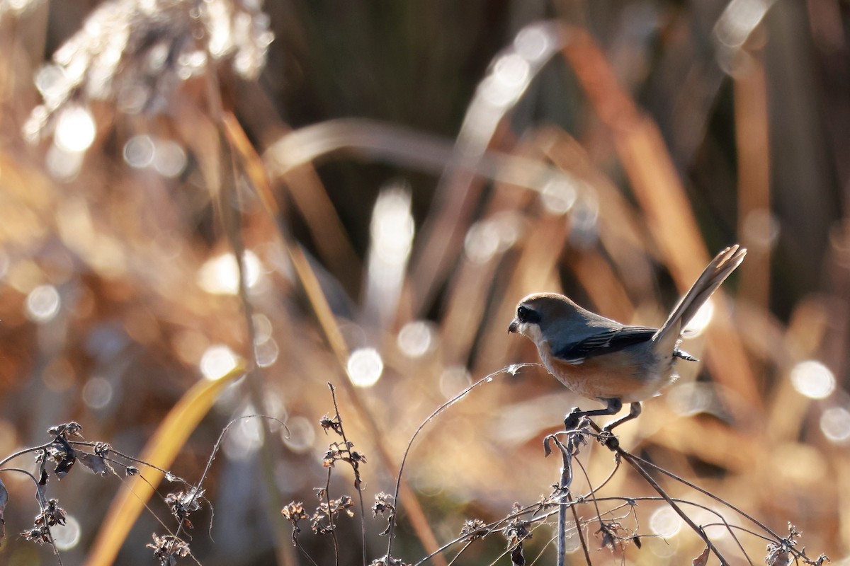 Bull-headed Shrike - ML646677447