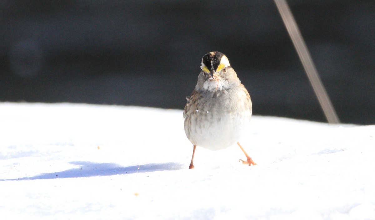 White-throated Sparrow - ML646677448
