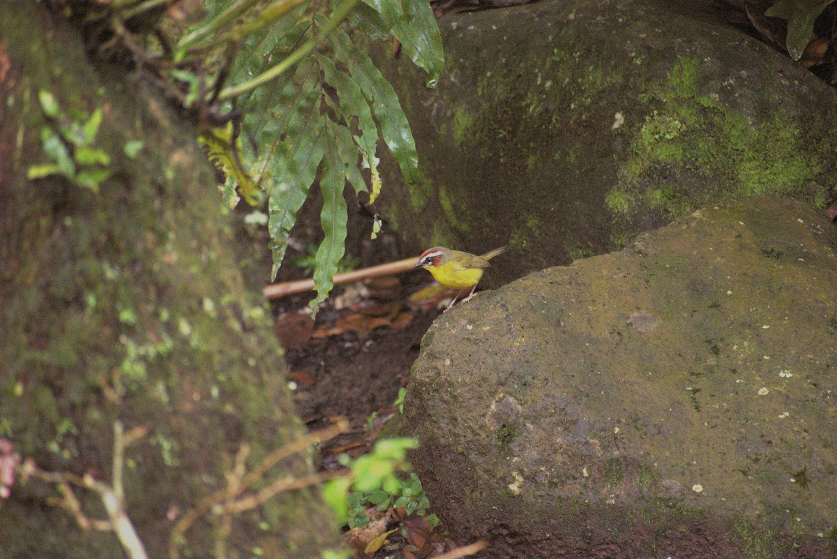 kastanjekroneparula - ML646677449