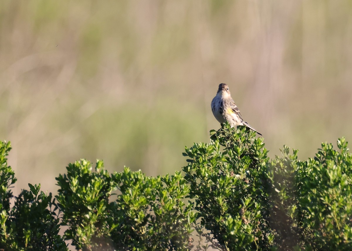 Yellow-rumped Warbler - ML646677450